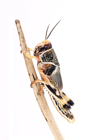 Locust Desert Locust (Schistocerca gregaria), pupaの写真素材