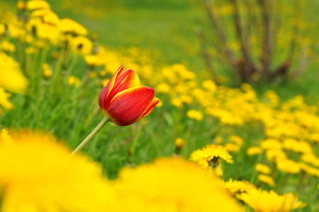 Tulip reddish yellow and Dandelion (Taraxacum officinale), flowers in nature, spring.の写真素材