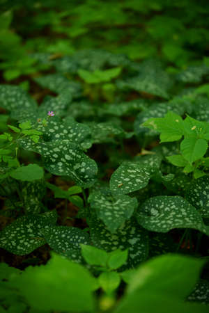 Lungwort, medicinal plant that grows wild in the forest.の写真素材
