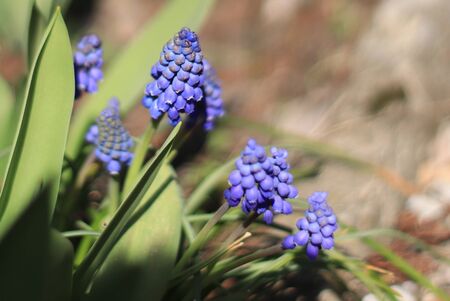 Nibian flowers in the sunshineの写真素材