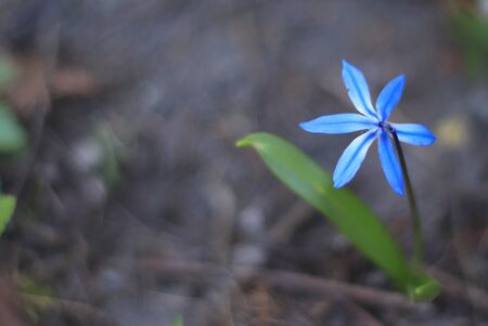 one small blue flowerの写真素材