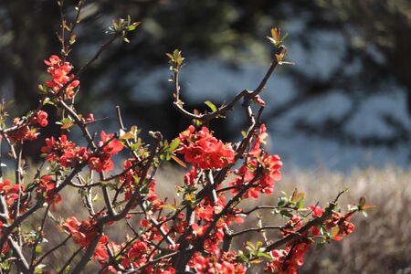 red flowers blue skyの写真素材