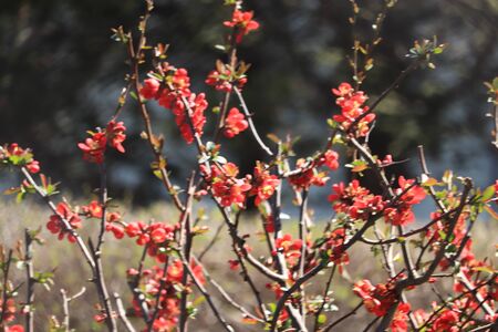 spring blooms colorfullyの写真素材