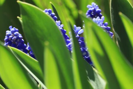 blue flowersの写真素材