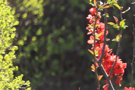 bush with red flowersの写真素材
