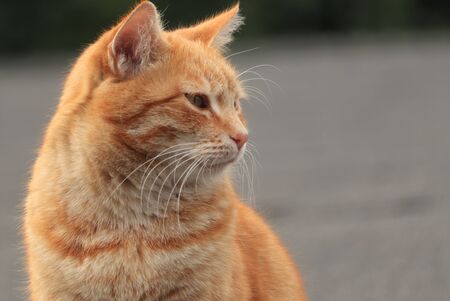 red cat on the roof