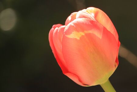 red tulip on black backgroundの写真素材
