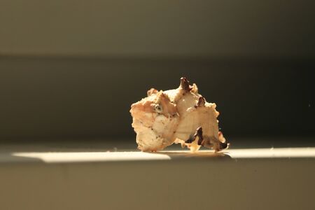 shellの写真素材