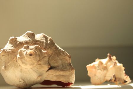 mysterious shell and scallop