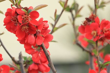 red springの写真素材
