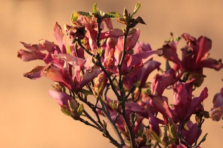 spring in the gardenの写真素材