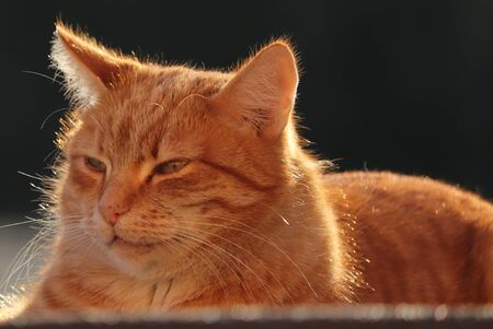Red Catの写真素材