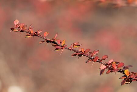 red branch in the autumn sunの写真素材