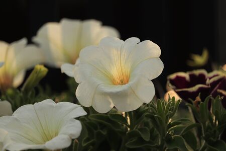 wonderful white flowers at sunsetの写真素材