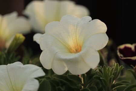 wonderful white flowers at sunsetの写真素材