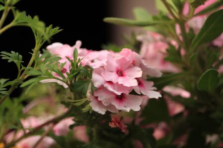 pink flowers in green leavesの写真素材