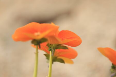 Orange flowers on a gray backgroundの写真素材