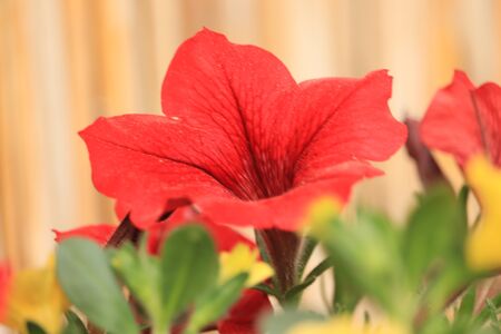 red flower on a light backgroundの写真素材