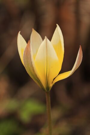 yellow flower on a brown backgroundの写真素材