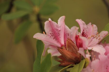 pink flowers in the spring gardenの写真素材