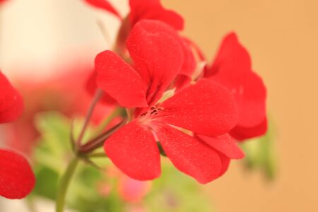 red flower in the gardenの写真素材
