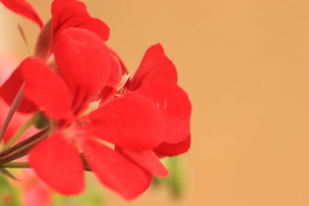red flower on a brown backgroundの写真素材