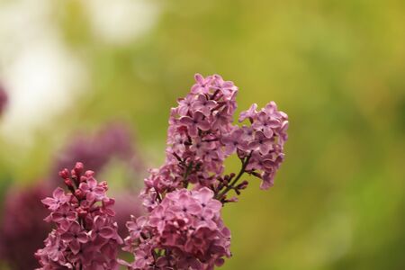 purple lilac flowers on a green backgroundの写真素材