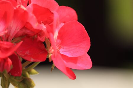 red flowers in the gardenの写真素材