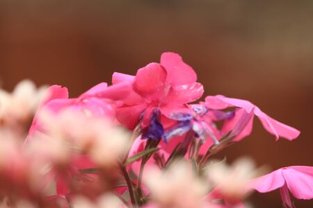 pink flowers on gray backgroundの写真素材