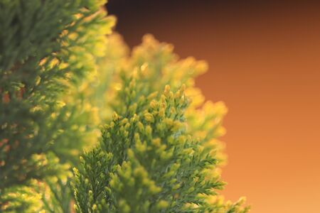 colorful conifers on a brown backgroundの写真素材