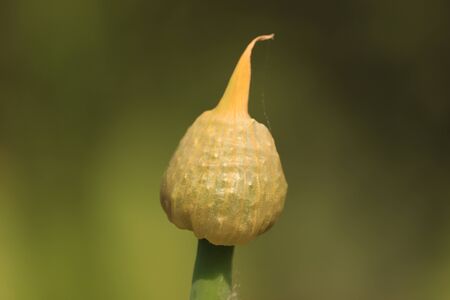 bud of onion floral on green backgroundの写真素材