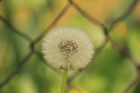 white dandelion in the gardenの写真素材