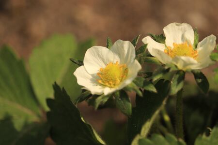 spring strawberriesの写真素材