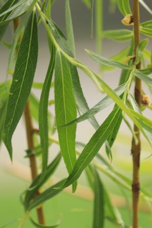 green willow branches in springの写真素材