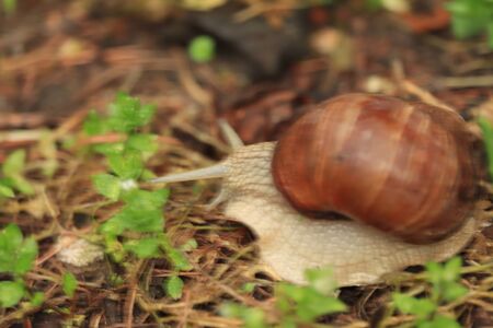 lonely snail in the gardenの写真素材