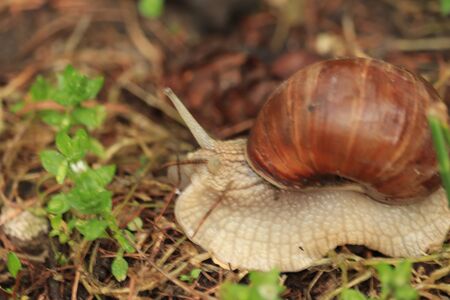 lonely snail in the grassの写真素材