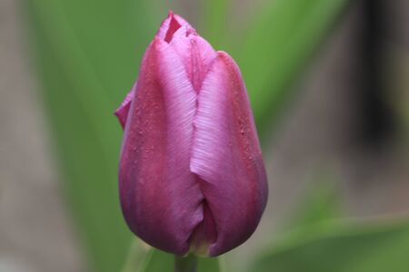 the only purple tulip in the gardenの写真素材