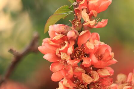 wonderful flowers in the gardenの写真素材