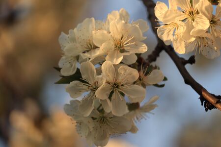 white flowers of fruit trees in the sunの写真素材