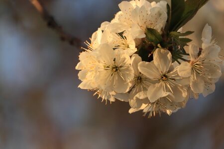white flowers of fruit trees in the sunの写真素材