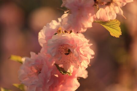pink flowers of fruit trees in the sunの写真素材