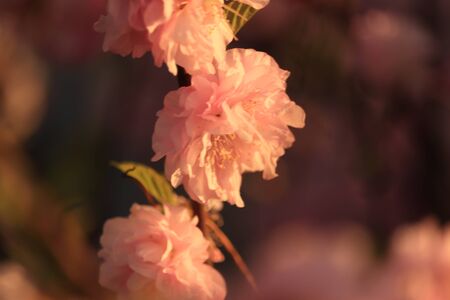 pink flowers of fruit trees in the sunの写真素材
