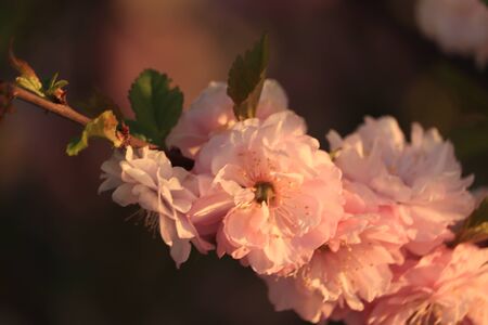 pink flowers of fruit trees in the sunの写真素材