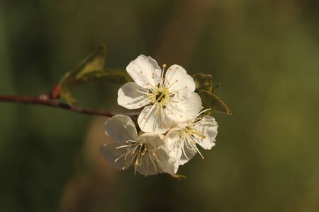 white flower on the green backgroundの写真素材
