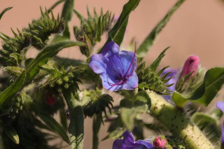 phenomenal green plant and its flowersの写真素材