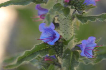 purple flowers on the green plant