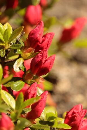 red flowers gorgeous colorの写真素材