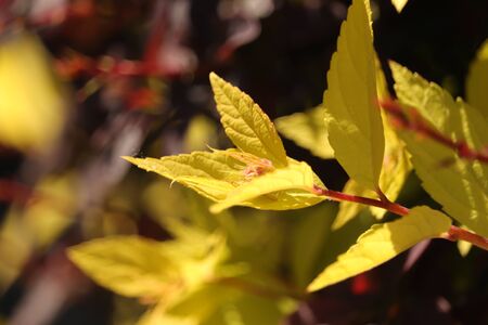 young yellow leaves in the sunshineの写真素材