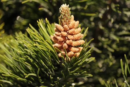 young conifers in the garden in springの写真素材