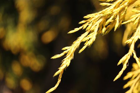 yellow shrub needles in the morning sunの写真素材